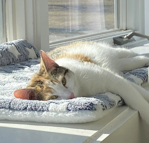 Pet Blanket Soft Fleece Washable Furniture Protector